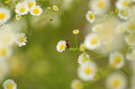Ladybug in Green Gravy by jndphotography