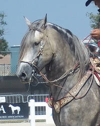 Andalusian From Portugal