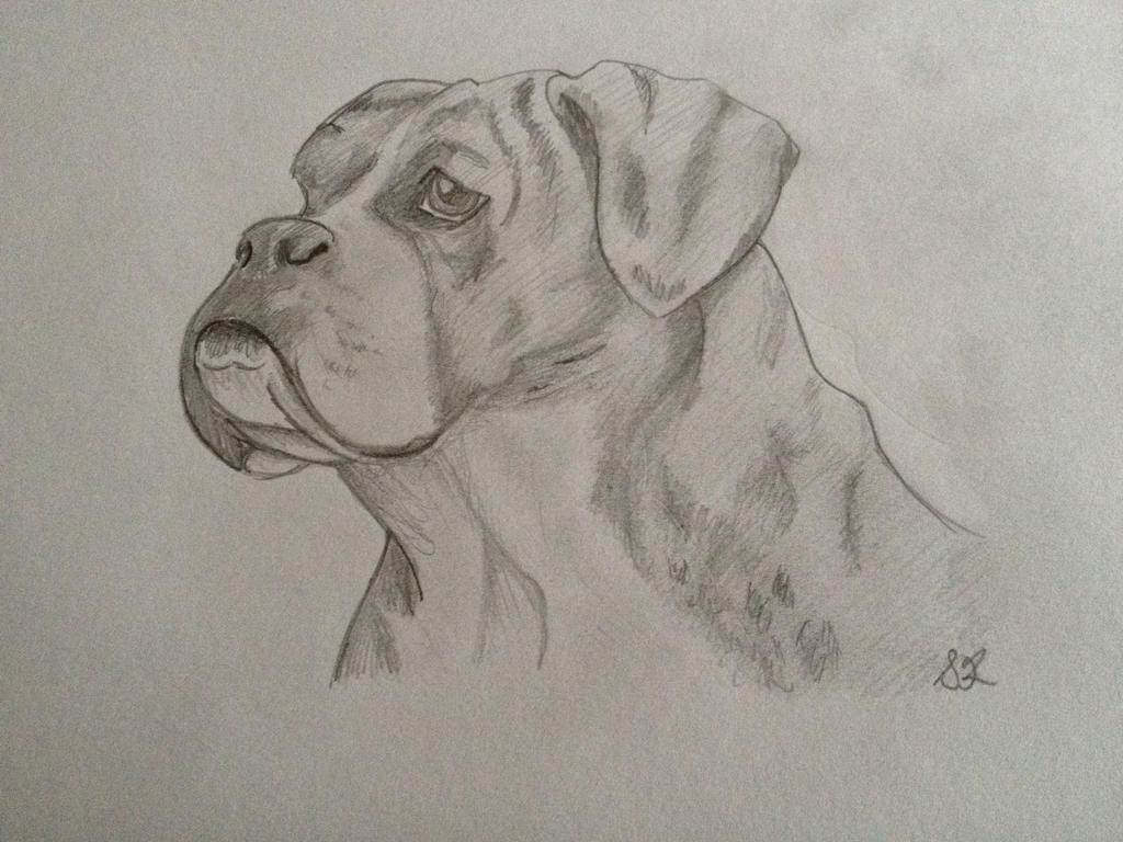 Deviantart Boxer Dog Boxer by SazRazmataz on DeviantArt