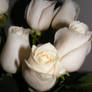 white roses