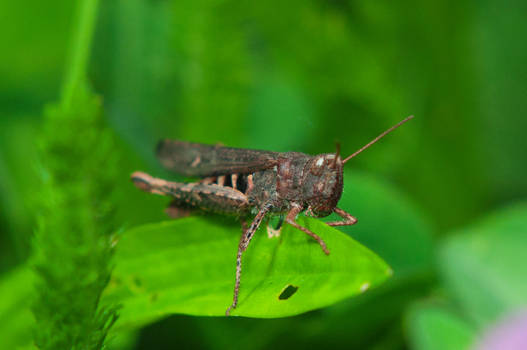 Grasshopper