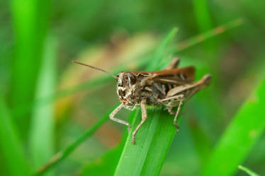 Grasshopper II