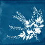 cyanotype blue flower