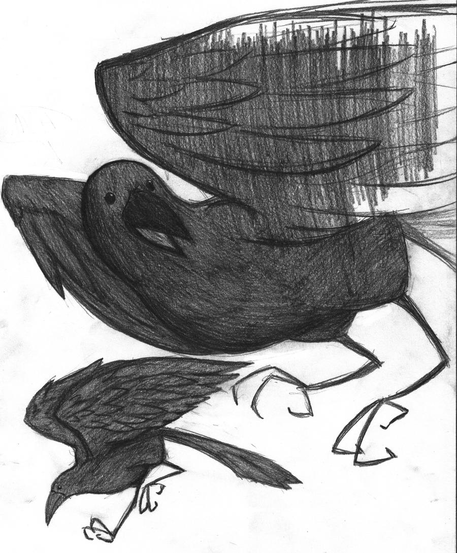 Crows