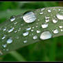 Drop of water on a leaf