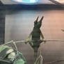 The Observant Chameleon