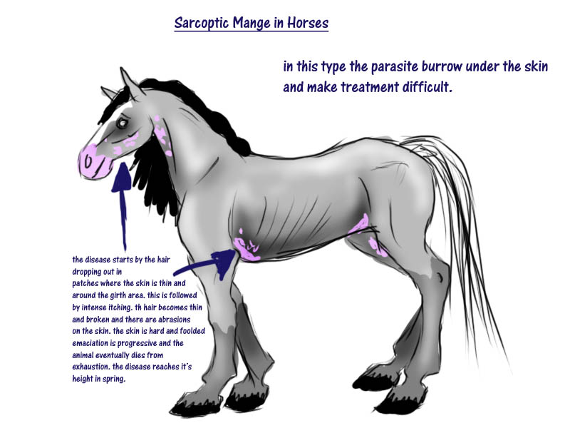 Mange in Horses