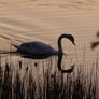 Swans are pretty!