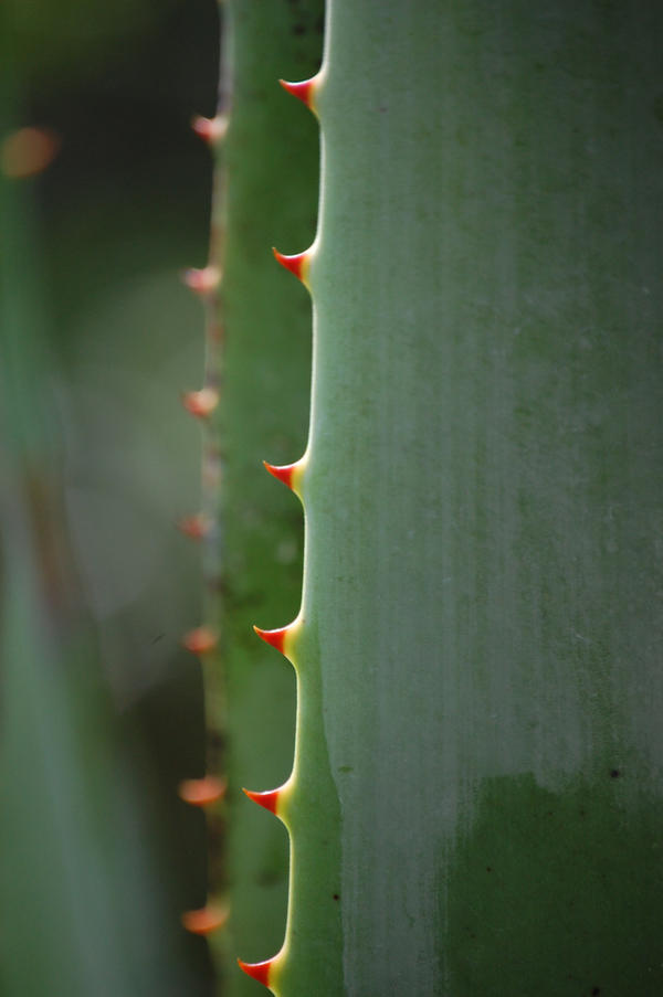 Spikes