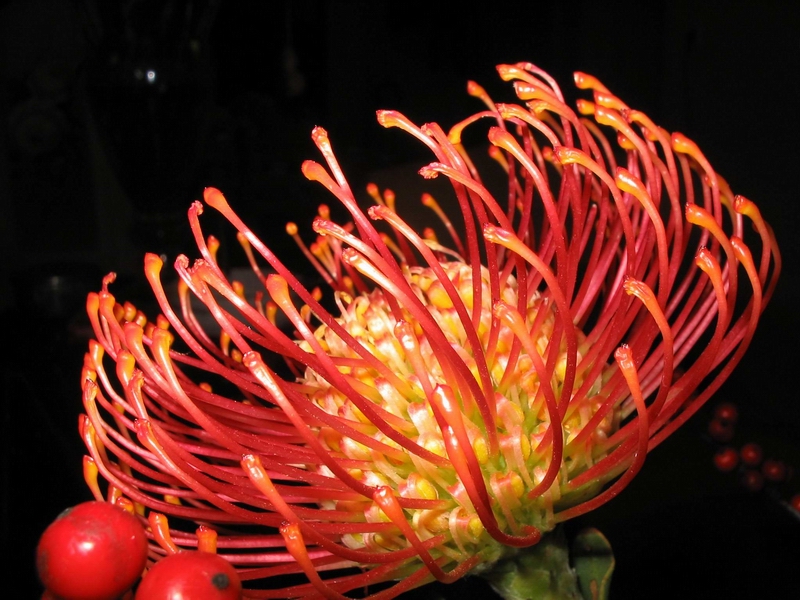 Protea cynaroides2