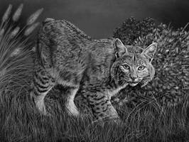 Bobcat