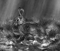 Rabbit (Western Cottontail)