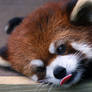 Red Panda Lick