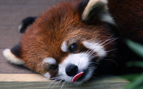 Red Panda Lick