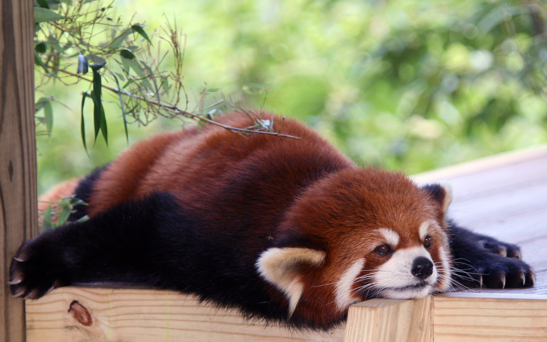 Red Panda rwpzoo