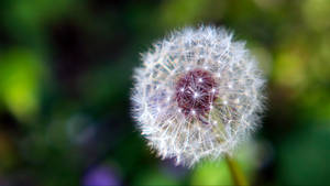 dandelionBlow-Motion