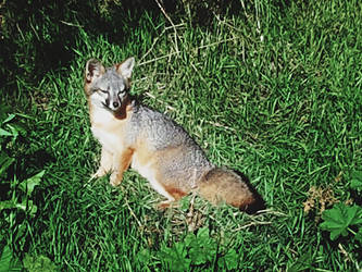 Island Fox