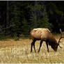 Elk