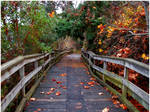 Autumn Leaves by kkuffnerphotos