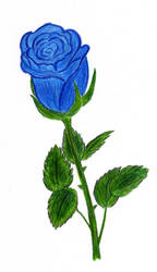 Blue rose