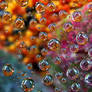 Water drops