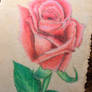 Red Rose