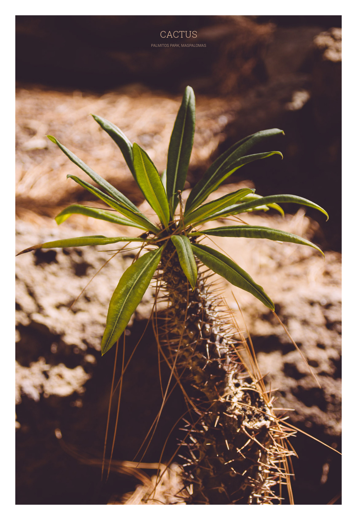 Cactus - Gran Canaria 2013