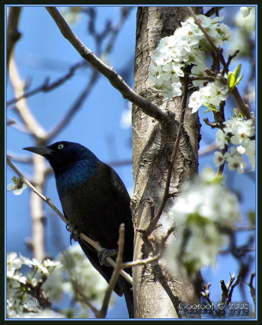 Black bird or grackle