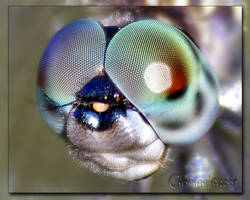 Dragonfly or Southern Hawker