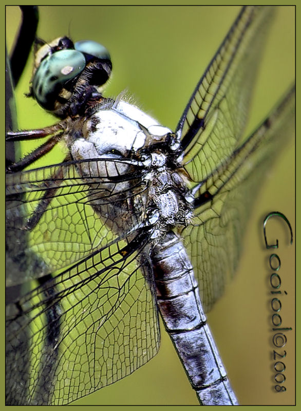 Dragonfly Macro