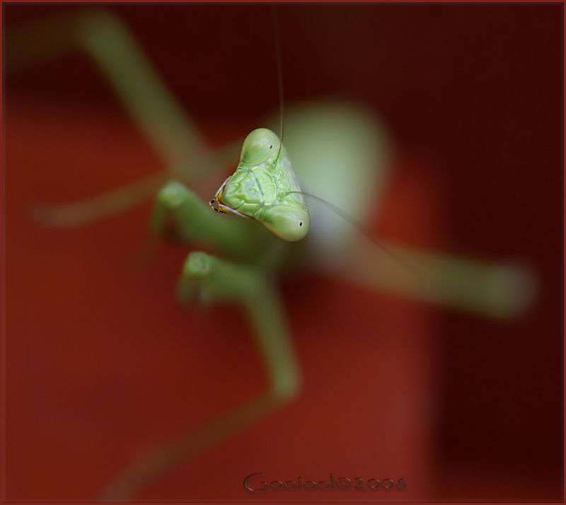 Praying Mantis 2