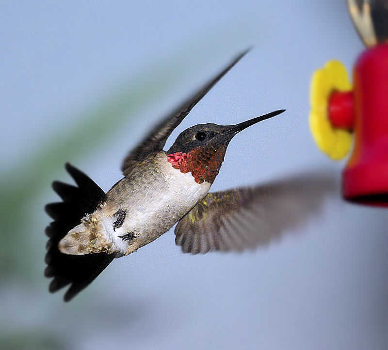 humming bird 4