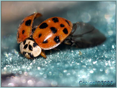 Lady bug