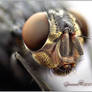 Fly macro