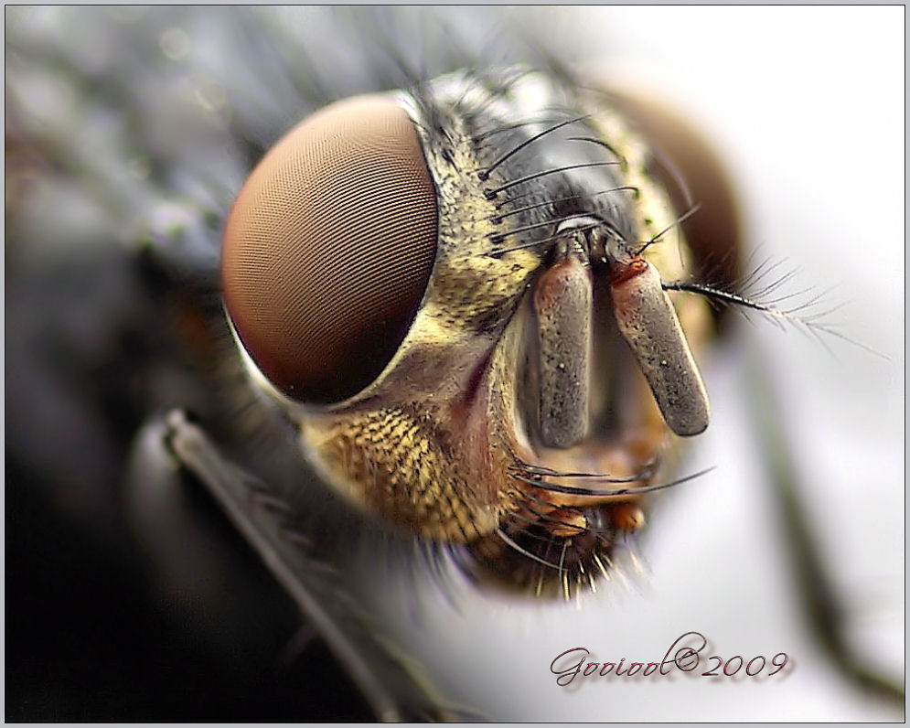 Fly macro