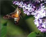 Hummingbird or bee moth 3 by Gooiool