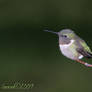 Hummingbird  2009.3