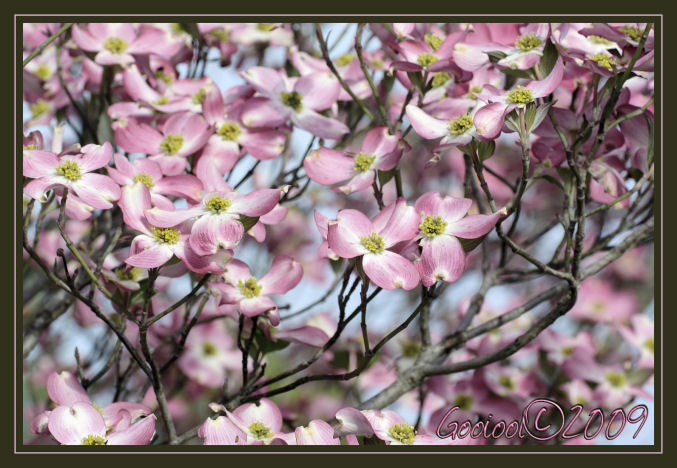 Dogwood spring 2009