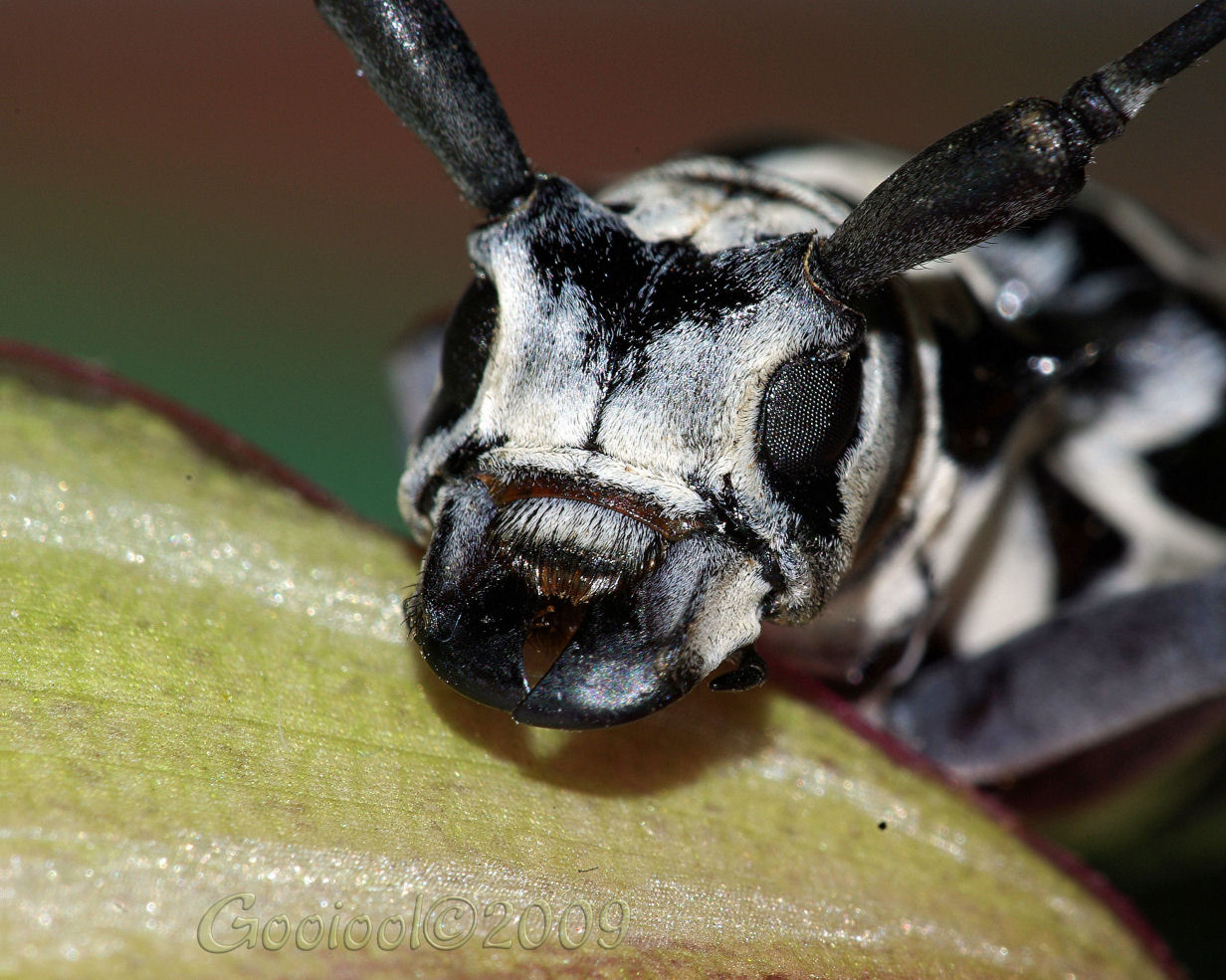 Cottonwood Borer