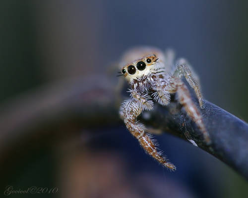 Jumping spider