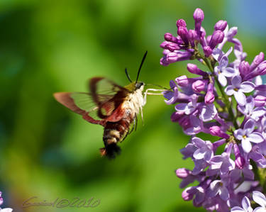 Hummingbird Moth 2010