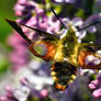 Hummingbird Moth 2010.1