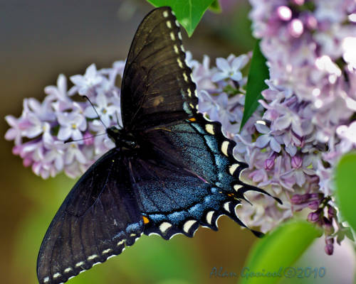 Eastern tiger swallowtail .2