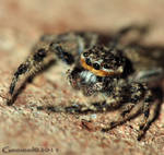 Jumping Spider 2011 by Gooiool