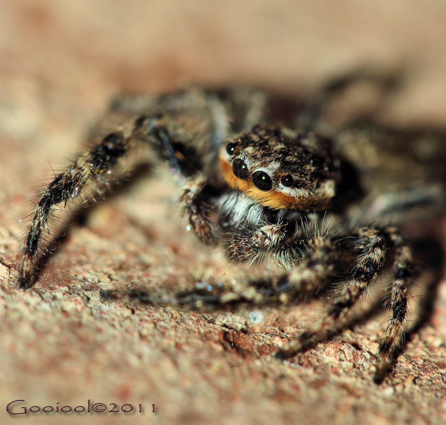 Jumping Spider 2011