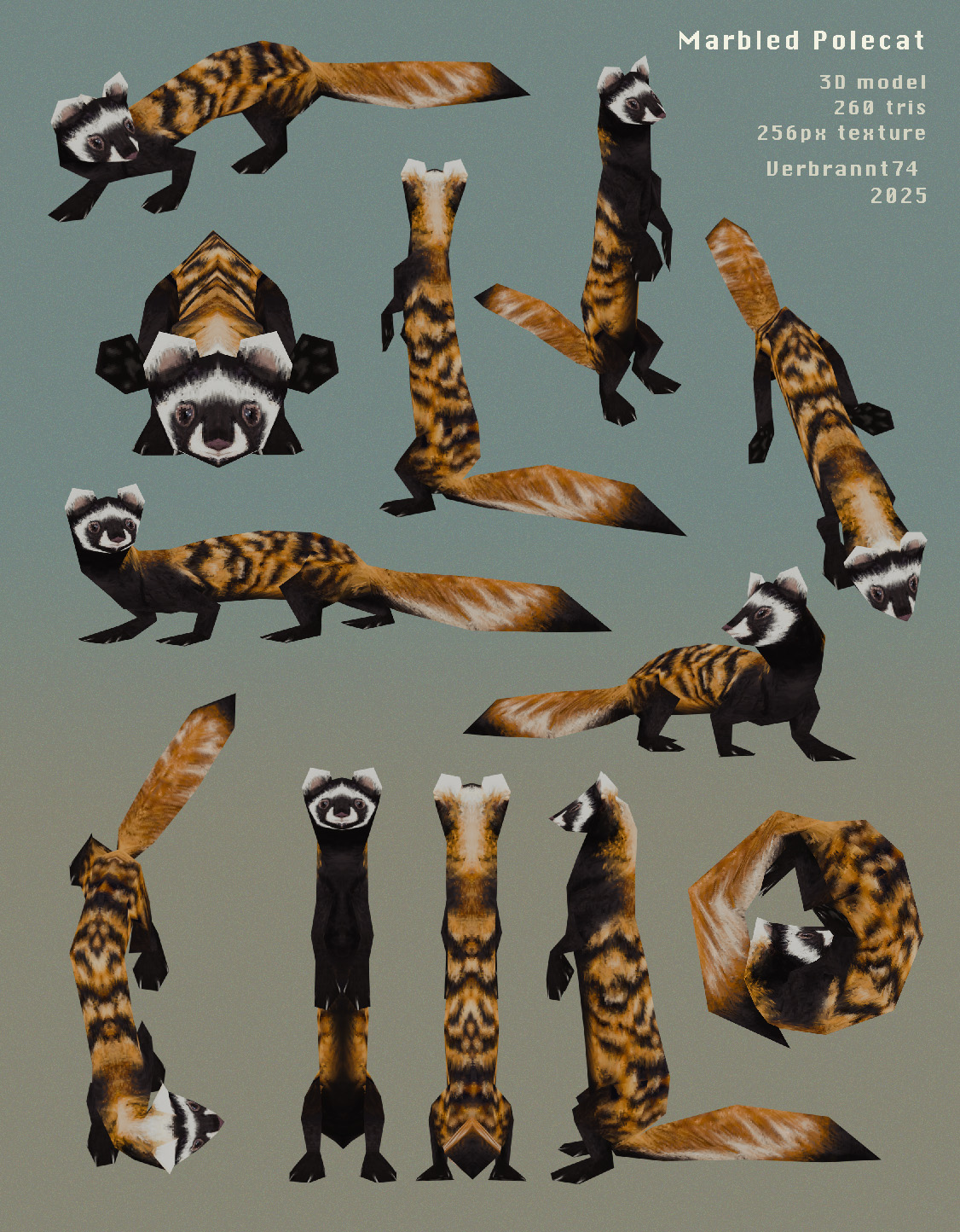 Polercat Marbled Polecat - 3D model by Verbrannt74 on DeviantArt