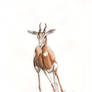 Running Mhorr Gazelle