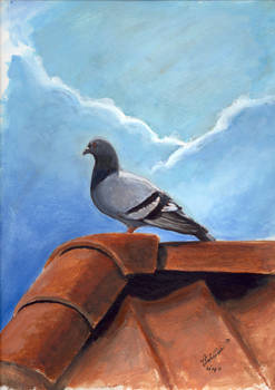 Pigeon on a roof