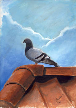 Pigeon on a roof