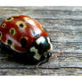 LADYBIRD